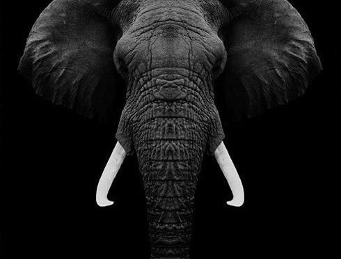 Trapped in First Tier Thinking: The Black Elephant Phenomenon