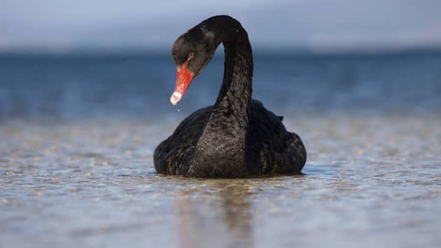 Financial Democratization and The New Black Swan